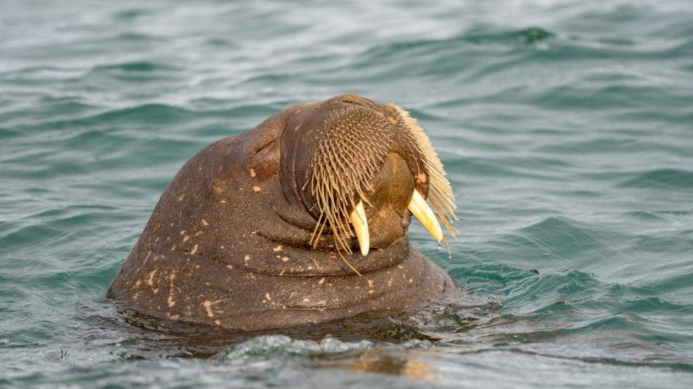 Walrus in the sea with its head sticking out of the water